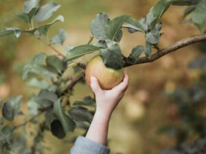 best apple picking and pumpkin patches