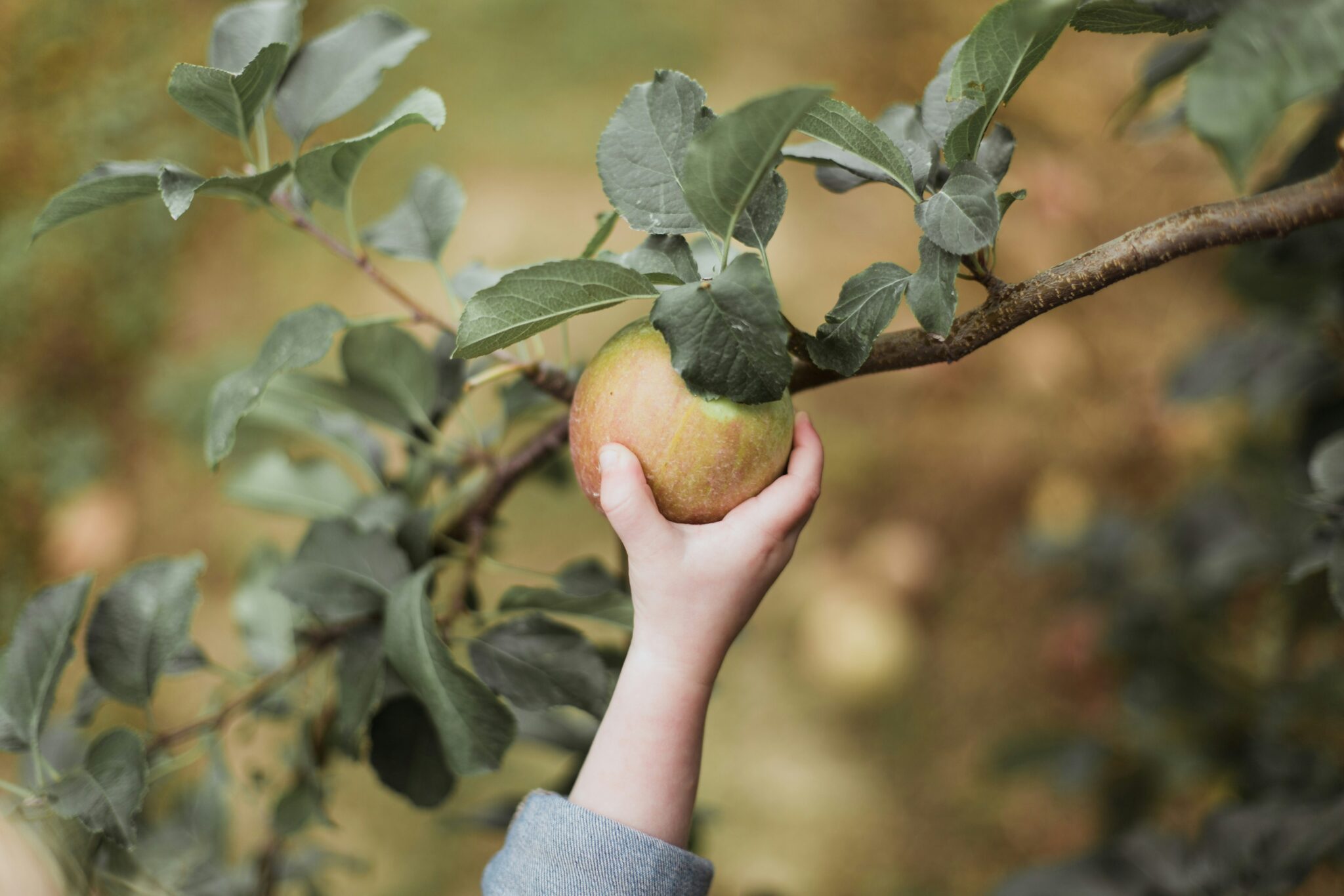 best apple picking and pumpkin patches