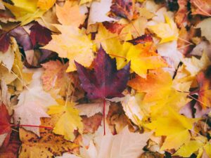 Top Spots for Fall Foliage